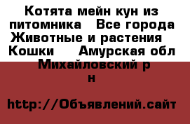 Котята мейн-кун из питомника - Все города Животные и растения » Кошки   . Амурская обл.,Михайловский р-н